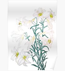 white lily branch watercolor Poster