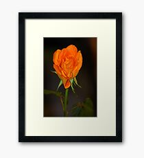 Proud - Featured! Framed Print