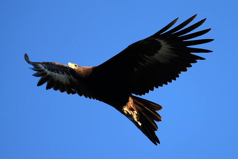 wedge-tailed-eagle-in-tasmania-by-david-jamrozik-redbubble