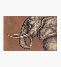 The Elephant in the Room Photographic Print