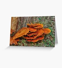 Fungi around the trunk Greeting Card