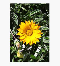 YELLOWGREEN Photographic Print