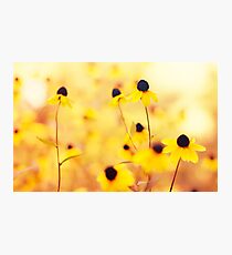 Summer Yellow Photographic Print