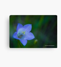 Blue Belle Canvas Print