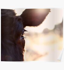 Cows have the most beautiful eyes Poster