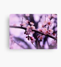 Sakura (4) Canvas Print