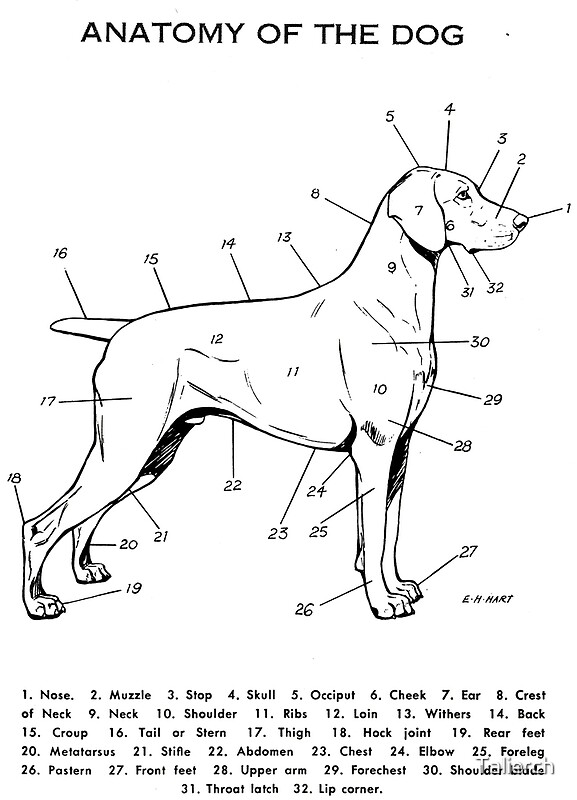 "Anatomy of the Dog" by Talierch | Redbubble