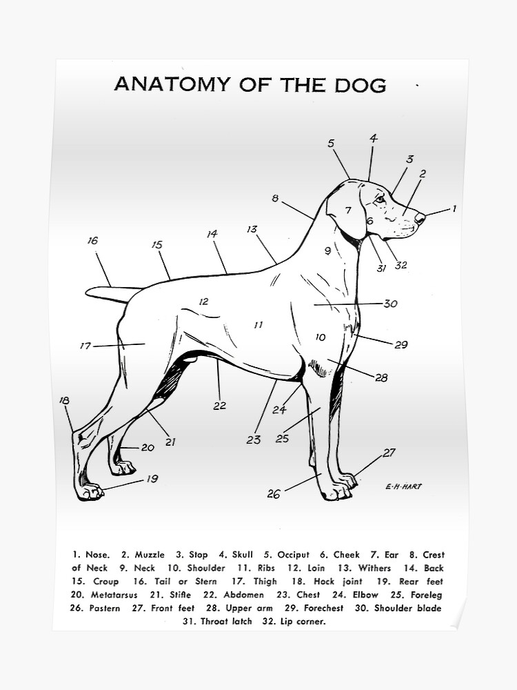 Dog Nasal Anatomy