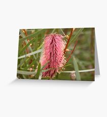 Proteaceae - Hakea Coriacea Greeting Card