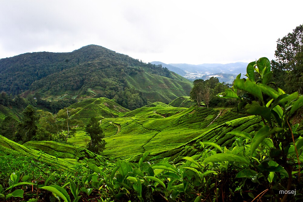 "Tea Mountain" by mosej Redbubble