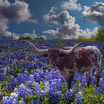 Artwork thumbnail, Texas Longhorn in a Field of Bluebonnets by WarrenPHarris