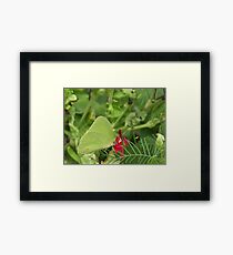 Cloudless Sulpher Framed Print