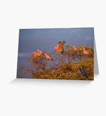 Gallah Tree Greeting Card