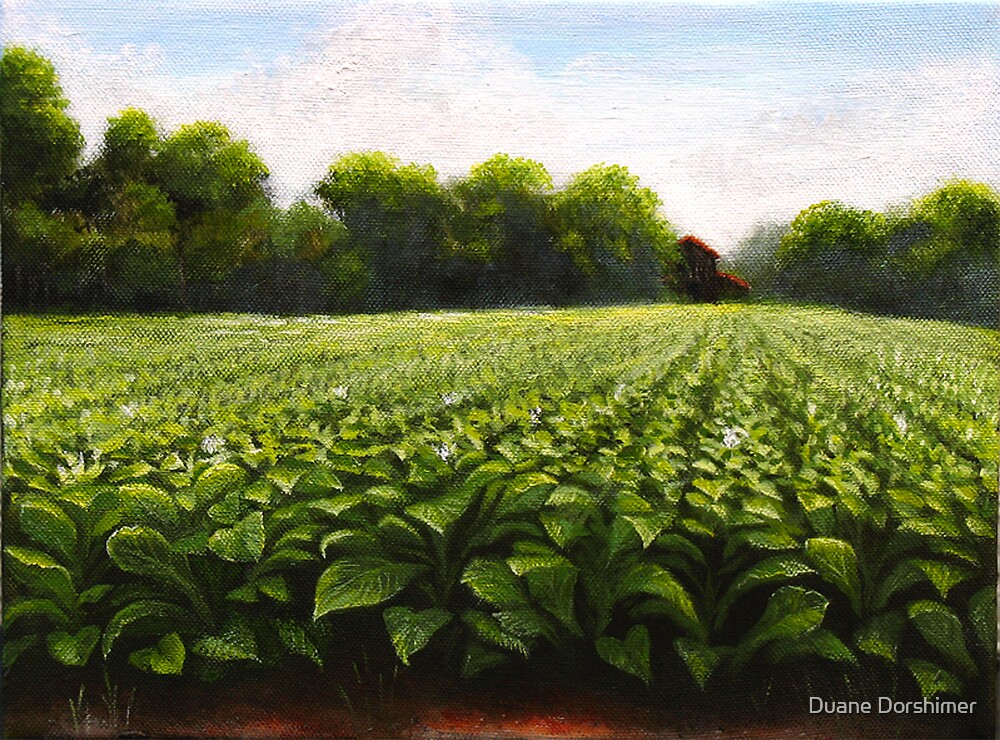 "Tobacco Field near Creedmoor, NC" by Duane Dorshimer Redbubble