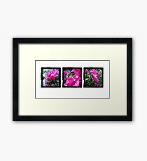 Through the Viewfinder Triptych Framed Print