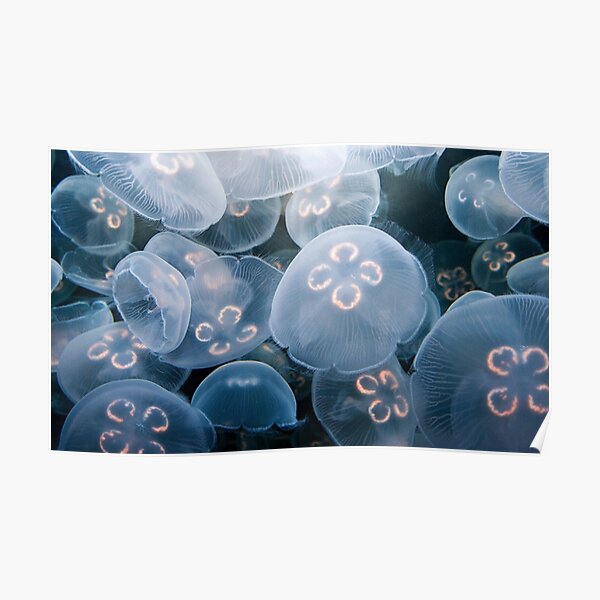 Jellyfish Posters Redbubble