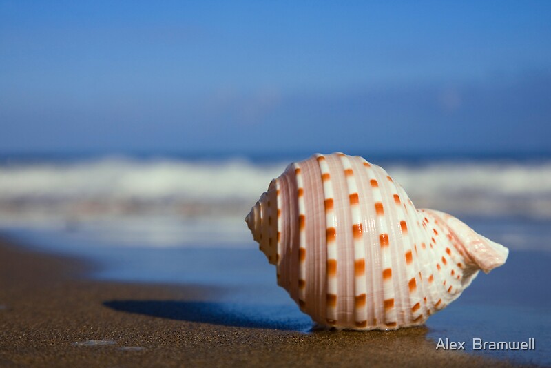 Seashell On The Seashore By Alex Bramwell Redbubble 