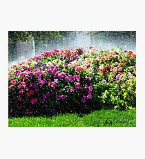 Refresh! Photographic Print