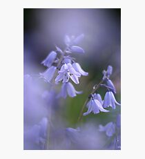 In a sea of blue Photographic Print