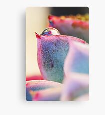 Pink Metal Print