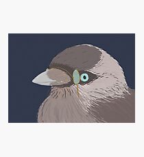 Sir Jackdaw Photographic Print