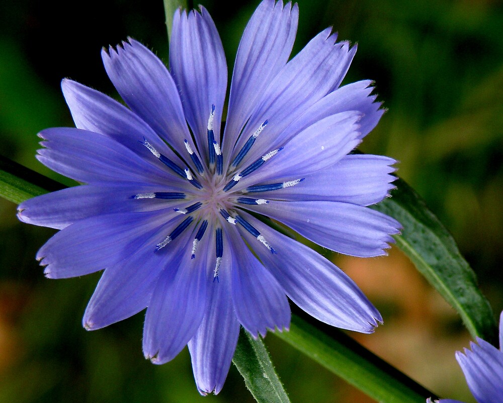 «Chicory Flower» de mercale