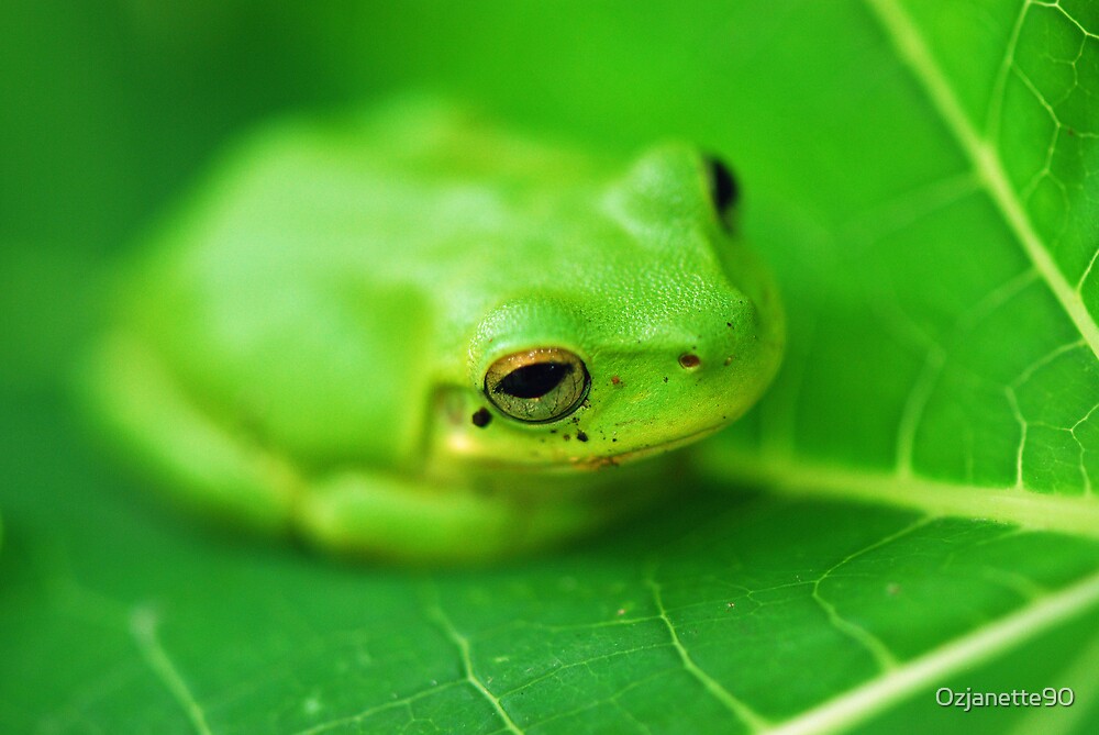 Зеленые животные. Животное зеленого цвета. Лягушка на листике. Цвет зеленая жаба.