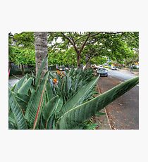 Streetscape Photographic Print