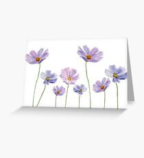Tarjeta de felicitación cosmos púrpura