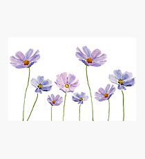purple cosmos Photographic Print