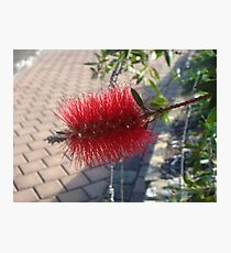 Bottle brush Photographic Print