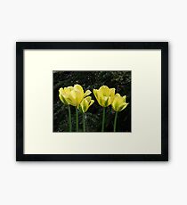 Yellow Tulips Framed Print