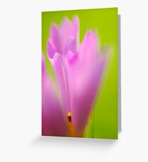 Cosmea Greeting Card