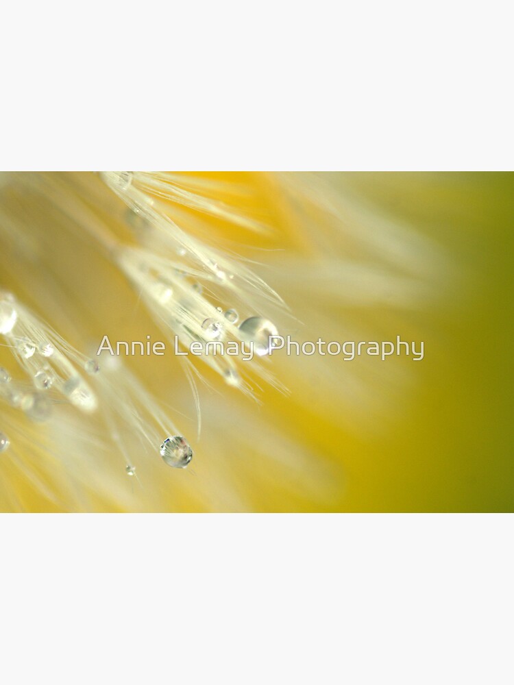 Dandelion in Yellow by ajlphotography