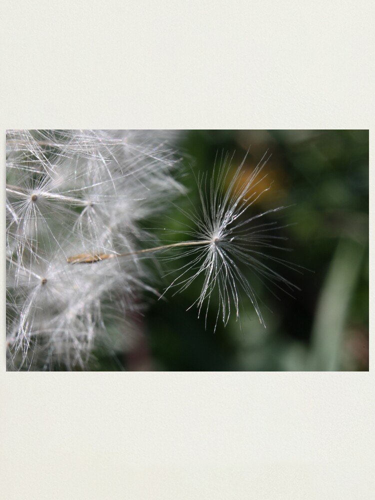 Alternate view of The outsider: leaving the nest Photographic Print
