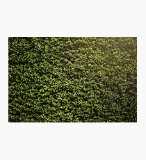 Vegetation Photographic Print