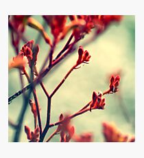 Kangaroo Photographic Print