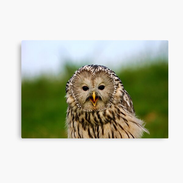 Portrait of an Ural Owl Canvas Print