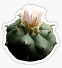 Peyote Sticker