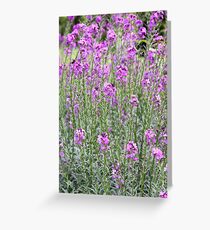 Purple In Hyde Greeting Card