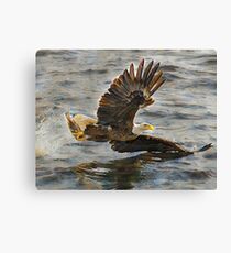 Bald Eagle hunting Canvas Print