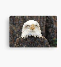 Bald Eagle portrait Canvas Print