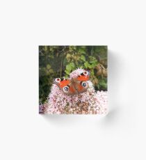Peacock Butterfly Acrylic Block