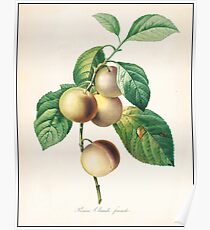 Vintage Flower Color Pencil Hand Drawing Poster