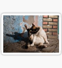 Moroccan cat 2 Sticker