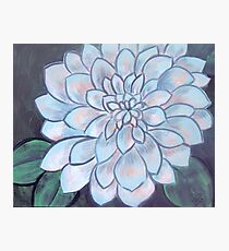 Dahlia Photographic Print