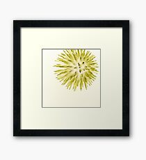 Yellow Dandelion Framed Print