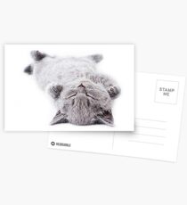 Funny gray fluffy kitten sleeps Postcards