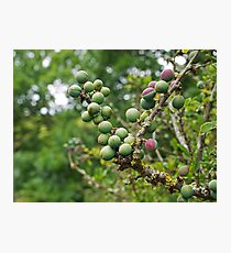 Nature's Candy Photographic Print