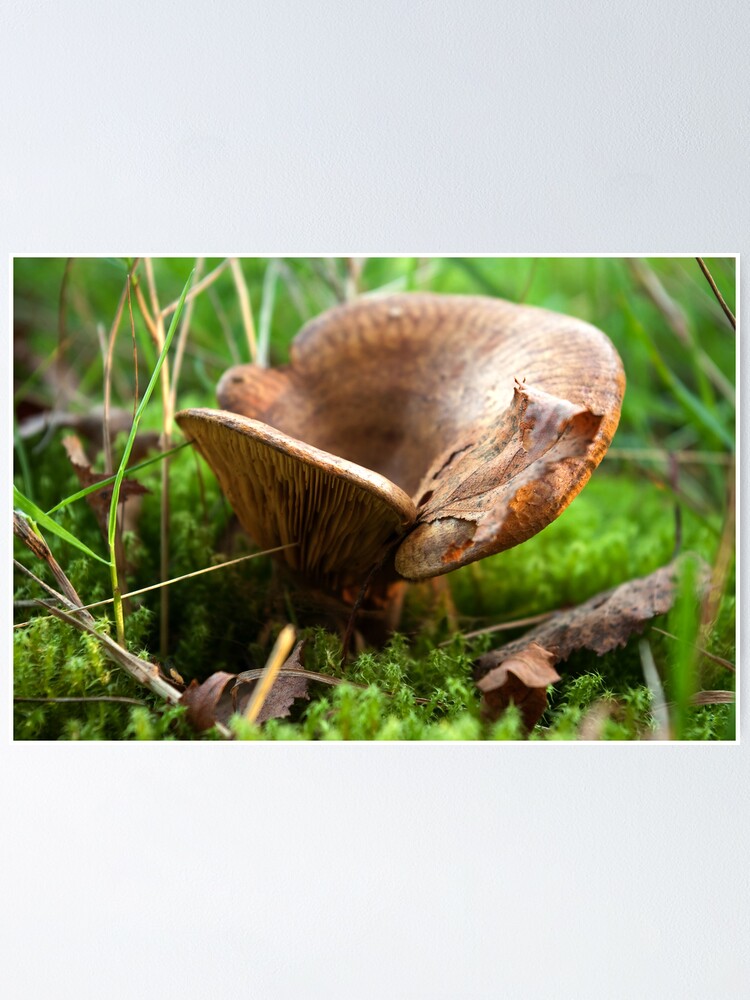 Alternate view of Brown saddle mushroom Poster